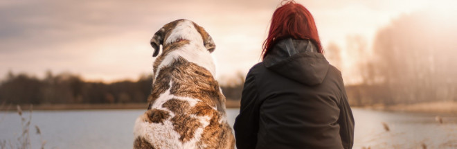 #Die 7 besten TV-Sendungen mit und über Hunde