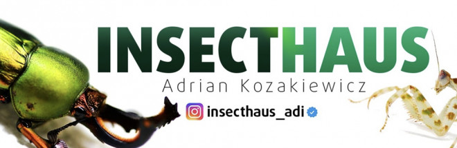 #Insecthaus Adi – Mit Insekten zum Star auf allen Plattformen
