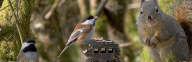 #Birder King – YouTube für Hunde, Katzen &amp; Co.